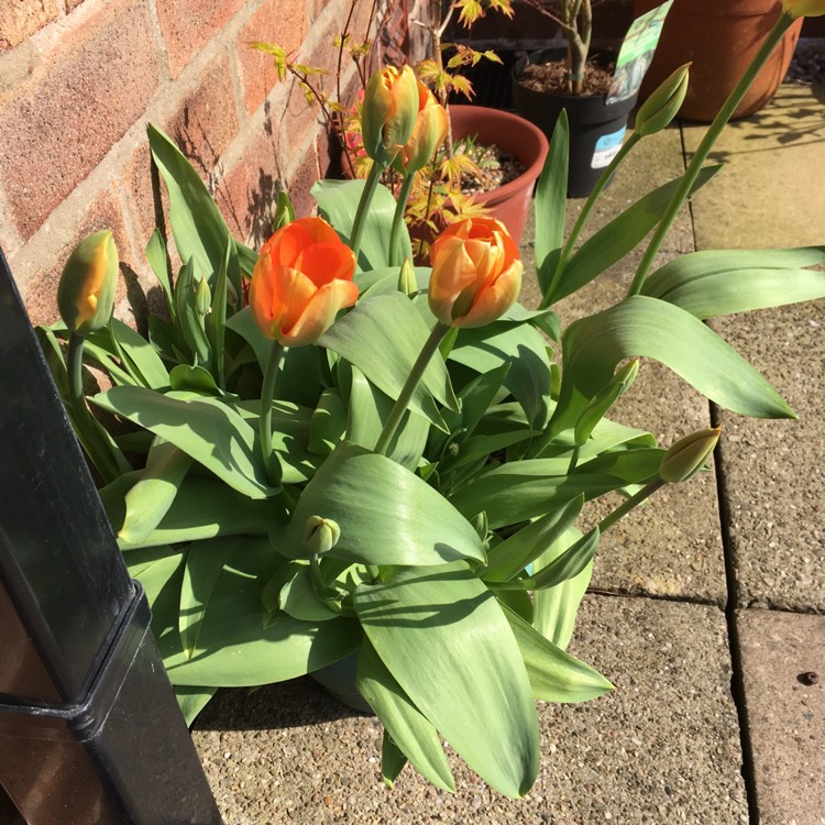 Plant image Tulipa 'Orange Emperor'