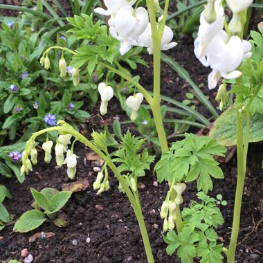 Bleeding Heart 'Alba'