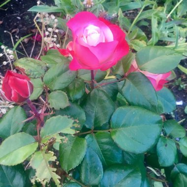 Rose 'Nostalgia' (Hybrid Tea)