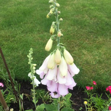 Foxglove