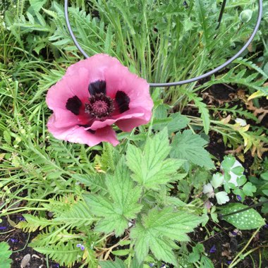 Oriental poppy 'Patty's Plum'