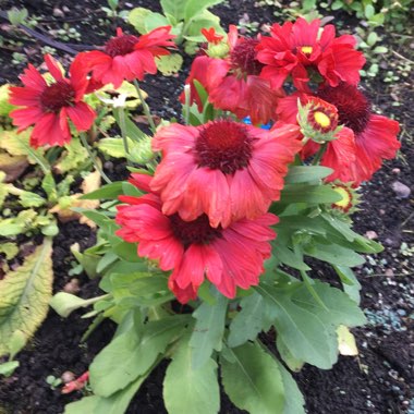 Blanket Flower