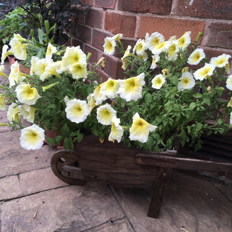 Plant image Petunia 'Wespecrabile' (Crazytunia Series) syn. Petunia 'Bitter Lemon'