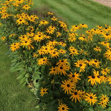 Coneflower 'Goldsturm'