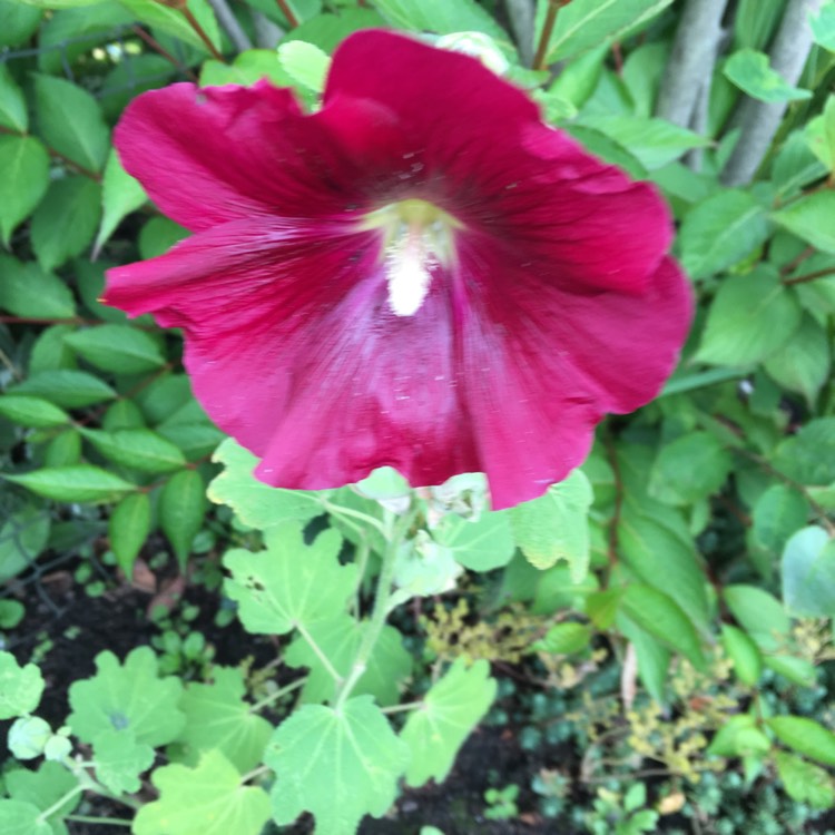 Alcea rosea syn. Althaea rosea, Hollyhock - uploaded by @wendysyddall