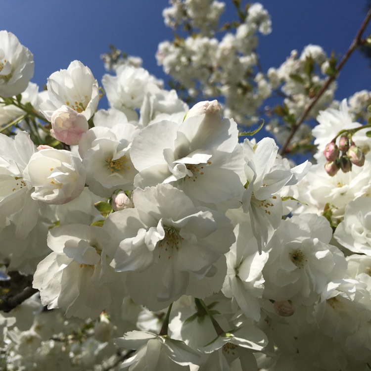 Plant image Prunus 'Shirotae' syn. Prunus serrulata 'Kojima', Prunus 'Mount Fuji'