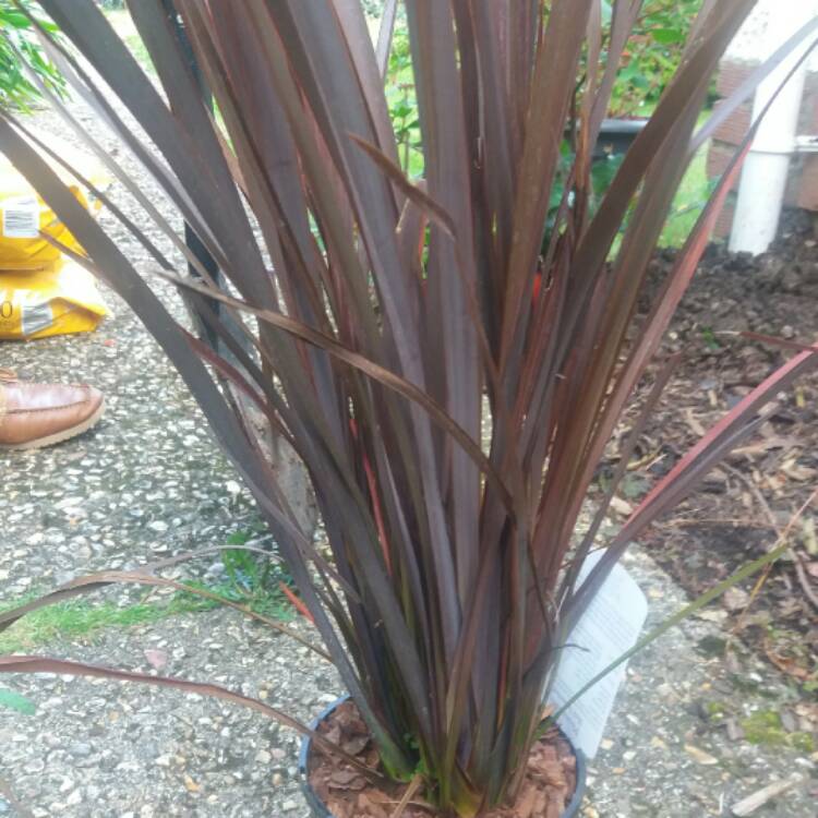 Plant image Phormium 'Border Red'