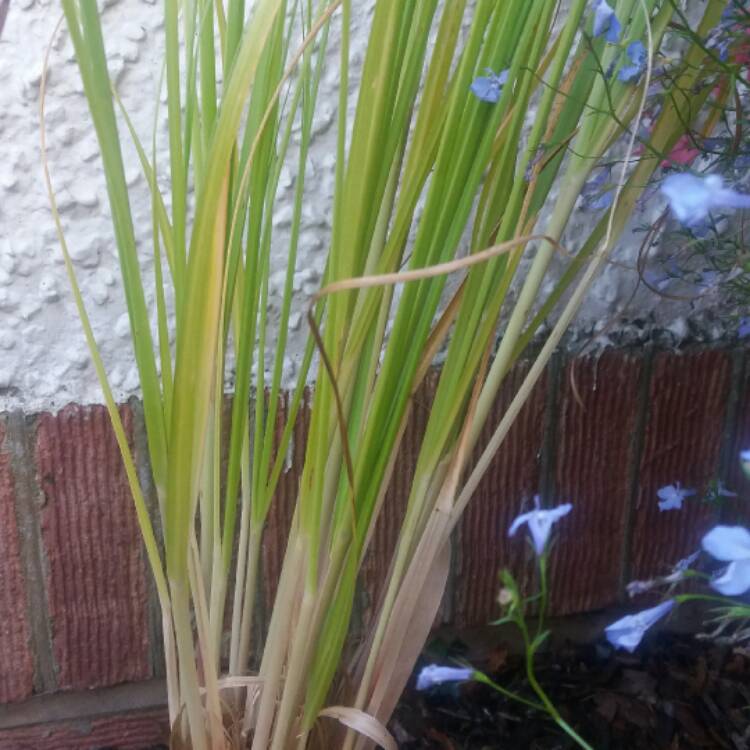 Plant image Cortaderia selloana 'Pumila'