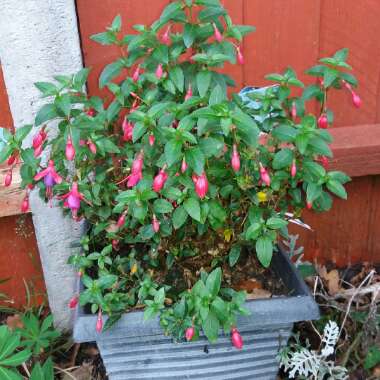 Fuchsia 'Tom West'