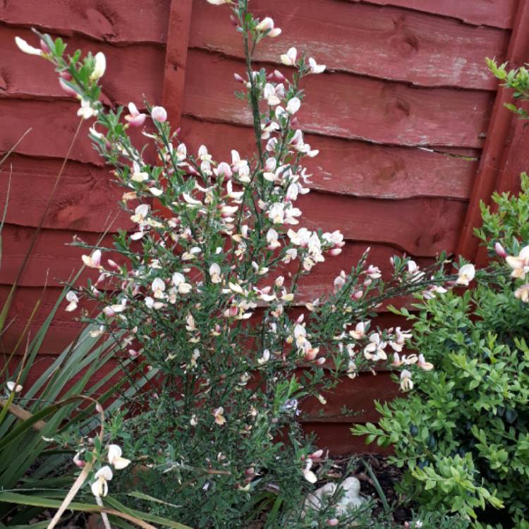 Plant image Cytisus x boskoopii 'Boskoop Ruby' syn. Cytisus 'Boskoop Ruby'