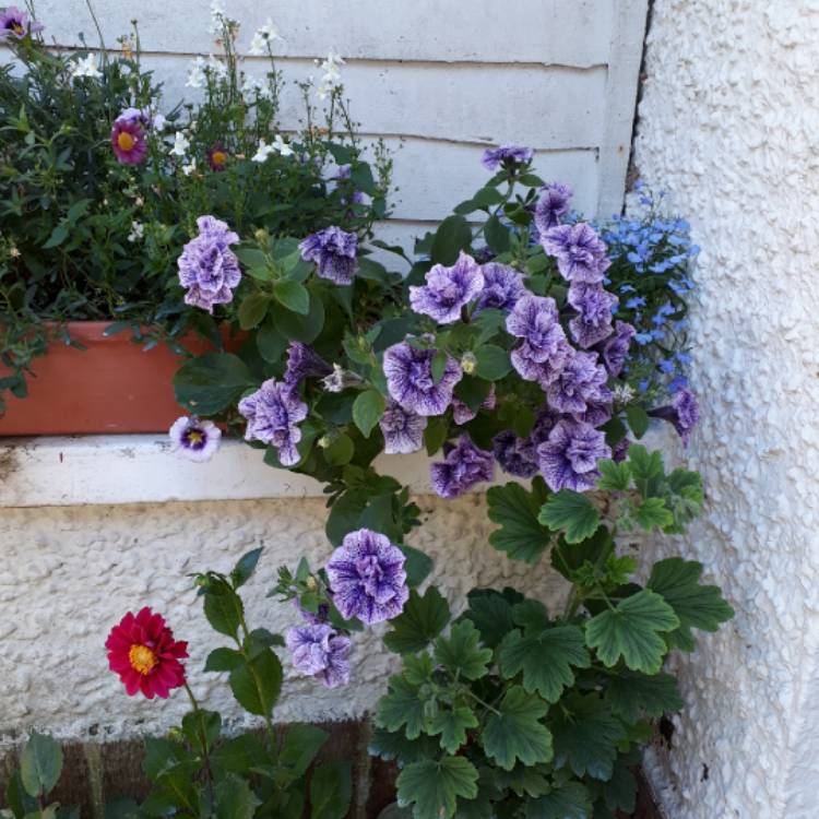 Plant image Petunia Surfinia 'Blue Vein'