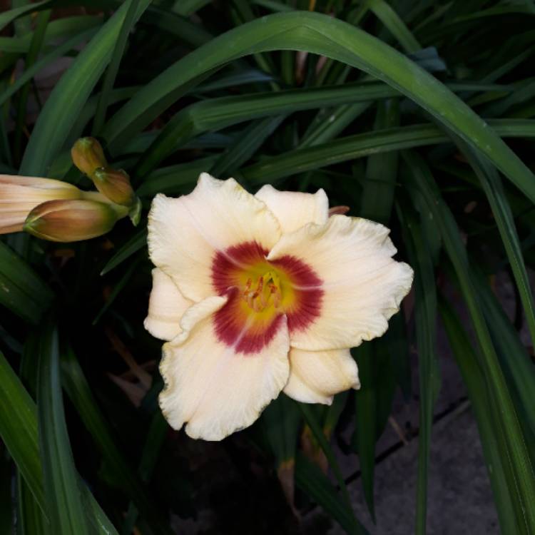 Plant image Hemerocallis 'Artist Etching'