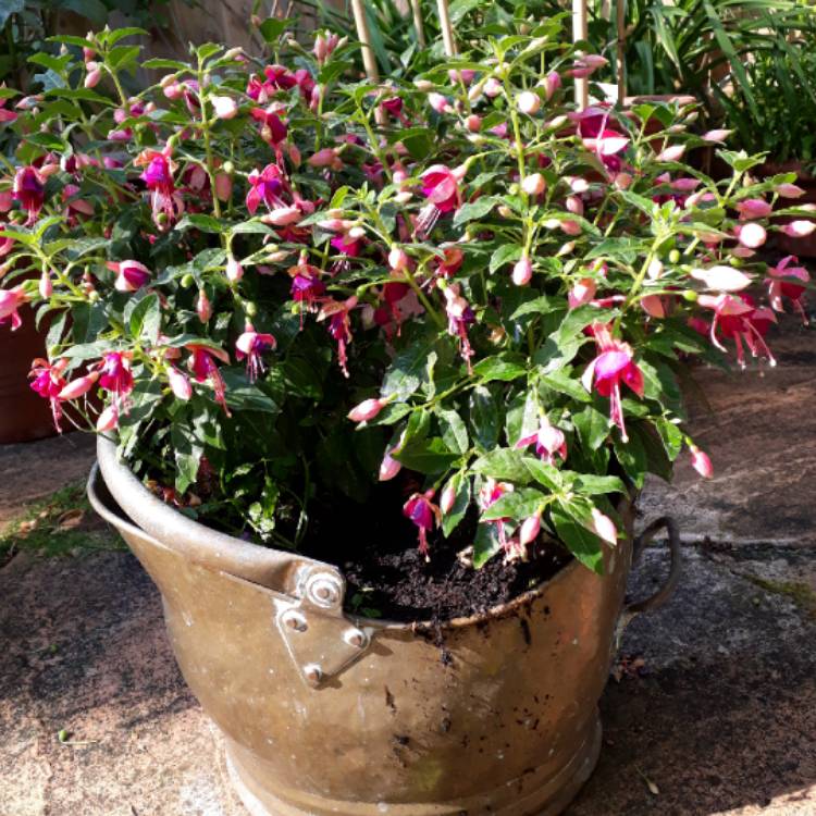 Plant image Fuchsia 'Tom Thumb'