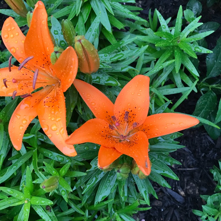 Plant image Lilium 'Bright Joy'