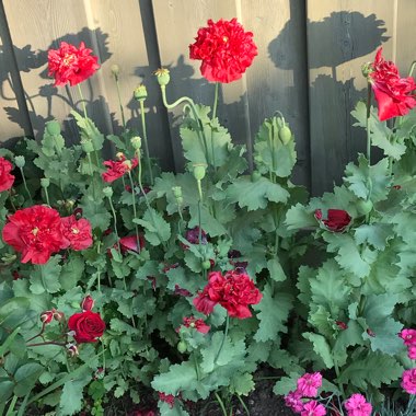 Opium Poppy 'Double Scarlet'