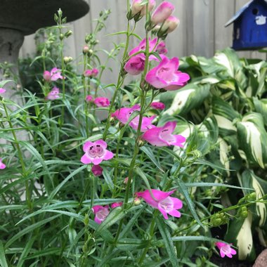 Beardtongue