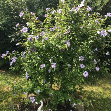 Rose Of Sharon