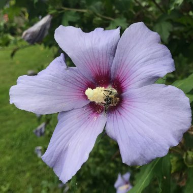 Rose of Sharon 'Blue Bird'