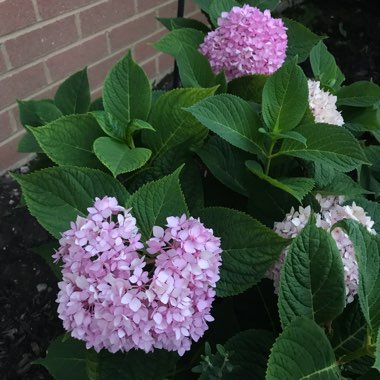 Hydrangea 'Altona'