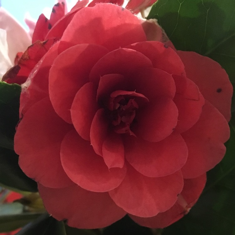 Plant image Camellia japonica 'Adolphe Audusson'