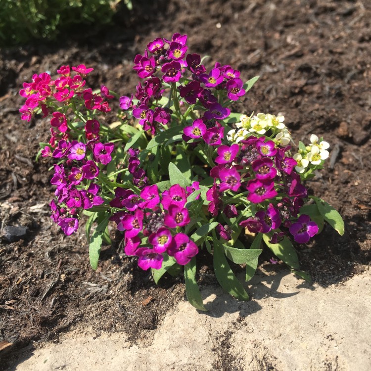 Plant image Lobularia maritima 'Easter Bonnet Mix' (Easter Bonnet Series)