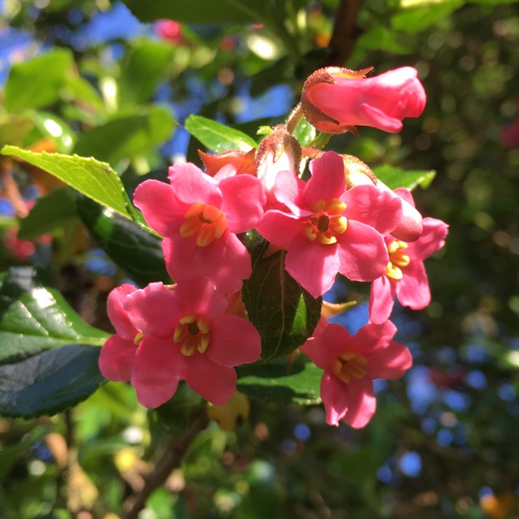 Plant image Escallonia 'Pink Elle'