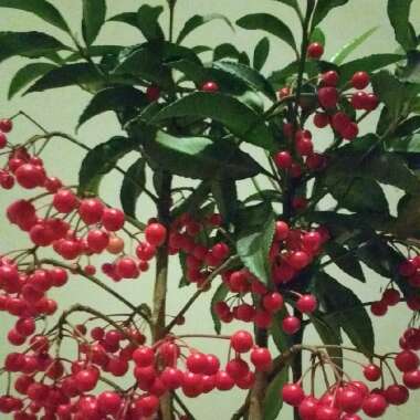 Ilex aquifolium