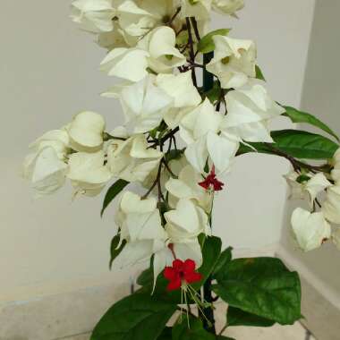 Clerodendrum thomsoniae