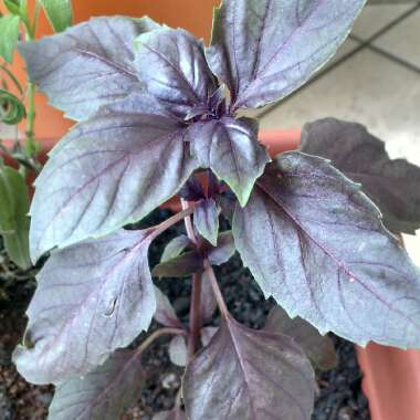 Ocimum basilicum var. purpurascens