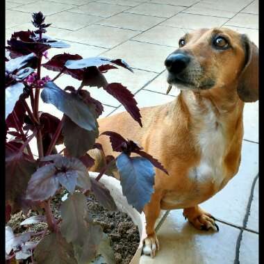 Purple Basil