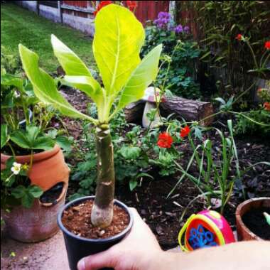 Brighamia insignis