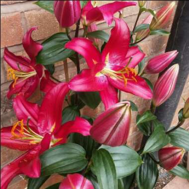 Lilium 'Star Gazer' syn. Lilium 'Stargazer'