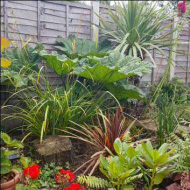 Gunnera manicata