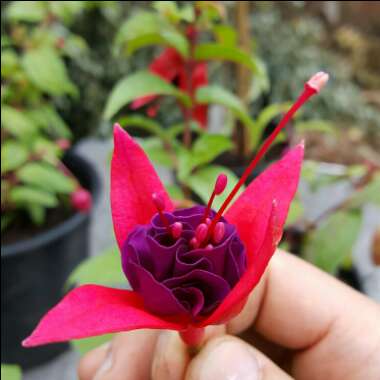 Fuchsia 'Maori Maid'