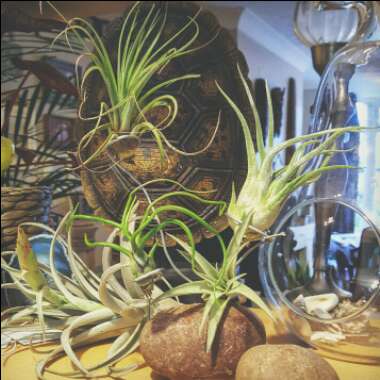 Tillandsia bulbosa