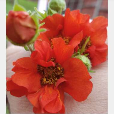 Geum