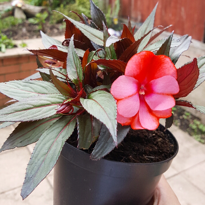 Plant image Impatiens hawkerii 'Super Sonic Sweet Cherry'