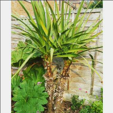 Cordyline australis