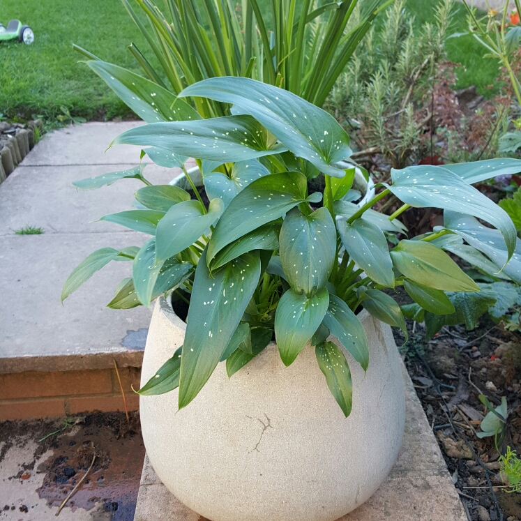 Plant image Zantedeschia albomaculata