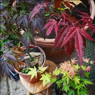 Acer palmatum 'Orange Dream'