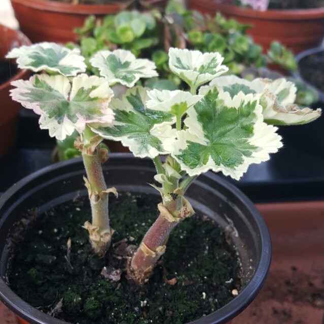 Plant image Pelargonium 'Frank Headley'