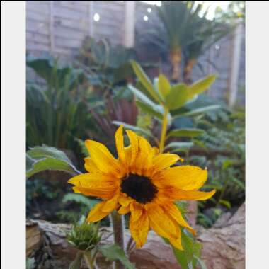 Helianthus annuus 'Ruby Sunset'