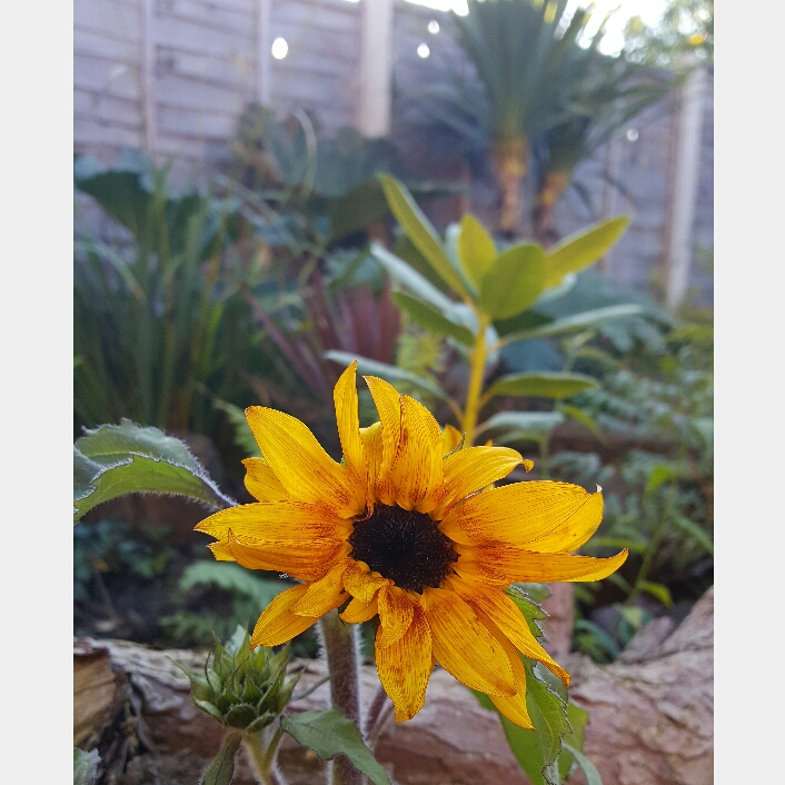 Plant image Helianthus annuus 'Ruby Sunset'