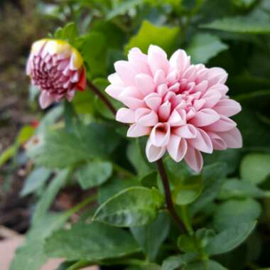 Dahlia 'Dalina Maxi Tampico'