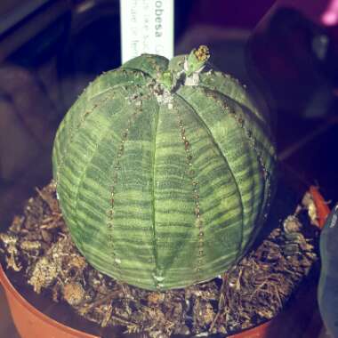 Euphorbia Obesa