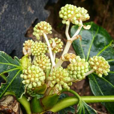 Fatsia japonica 'Variegata'