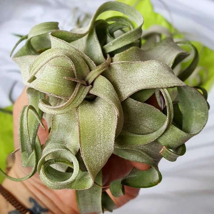 Plant image Tillandsia streptophylla