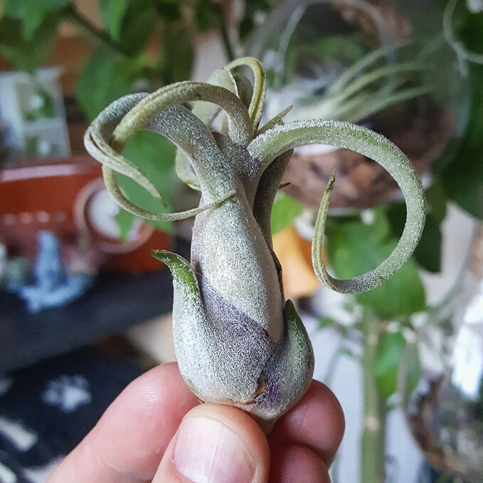 Plant image Tillandsia 'Caput-Medusae XXL'