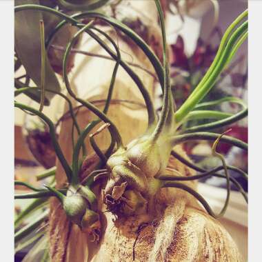 Tillandsia bulbosa