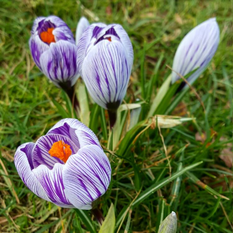 Plant image Crocus vernus 'Pickwick'